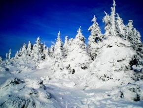 Radek Bezděk - Stromy v zimě