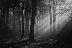 Rudolf Baranovič - Svetlo a hmla v lese