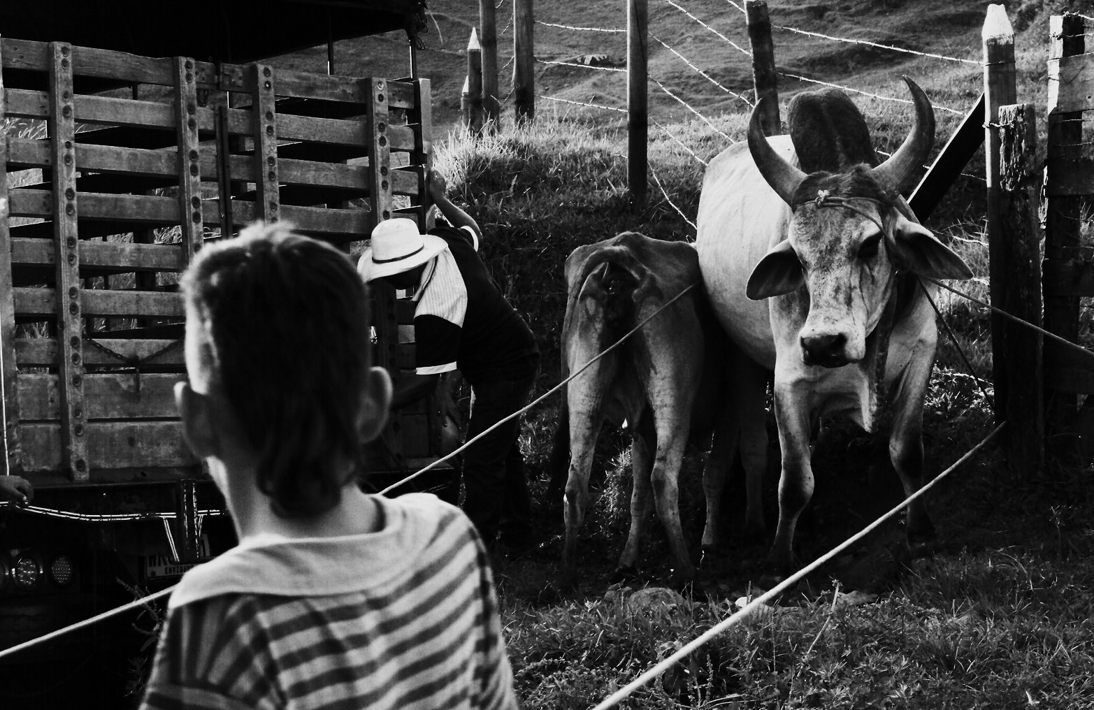 Dva kroky od smrti, nakládání býka do Kamionu, horská vesnice Concepcion, Kolumbie