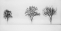 Petr Homolka -Stromy v mlze