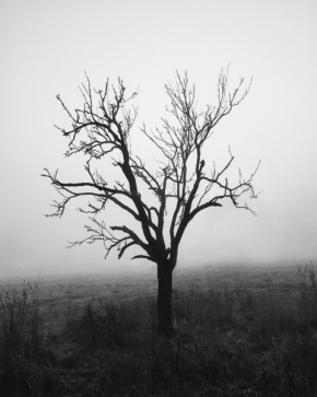Vidím to černobíle - The Tree Of Life