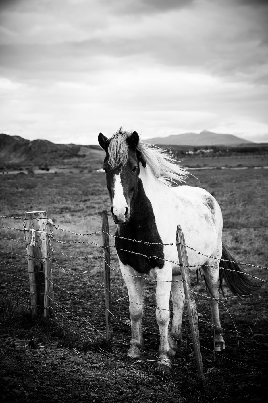 Islandský kůň II.