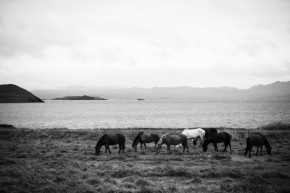Vidím to černobíle - Islandský kůň
