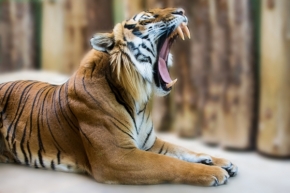 Fotograf roku v přírodě 2016 - tigr2