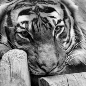 Vidím to černobíle - Z očí do očí tygra.