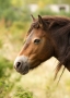 Petr Lynxxi Pavliska - Pony exmoorský (Equus ferus caballus)