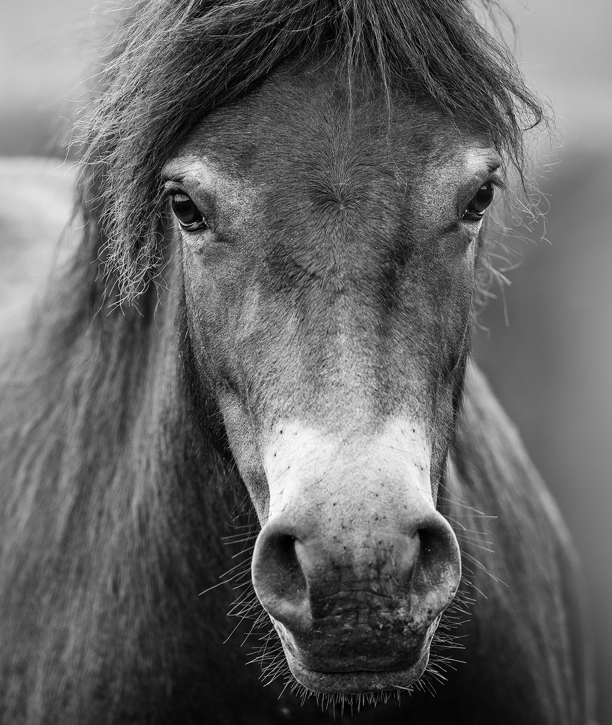 Exmoor pony - divoký kůň2