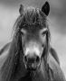 Věra Kuttelvašerová Stuchelová -Exmoor pony - divoký kůň