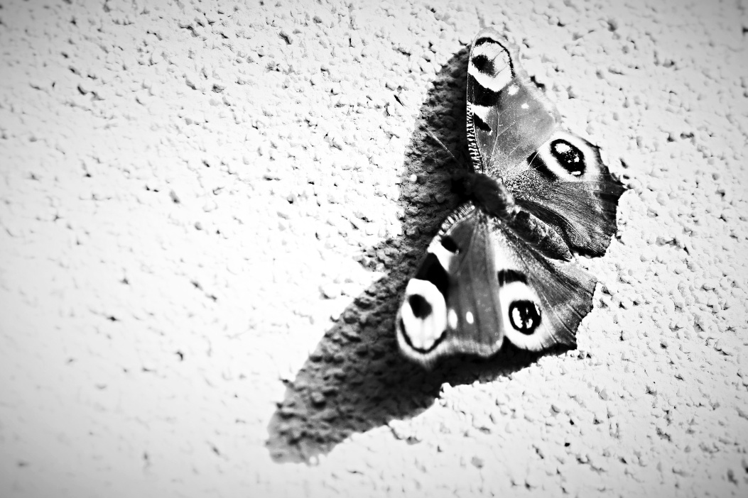 motýlí