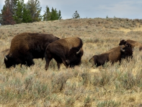 Fotograf roku v přírodě 2017 - Bizoni v Yellowstonu