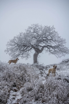 Fotograf roku v přírodě 2017 - Pod vánočním stromem