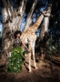 Miqo Cash - Safari Giraffe - splynutie