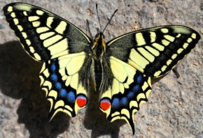 Libor Špaček - Motýl