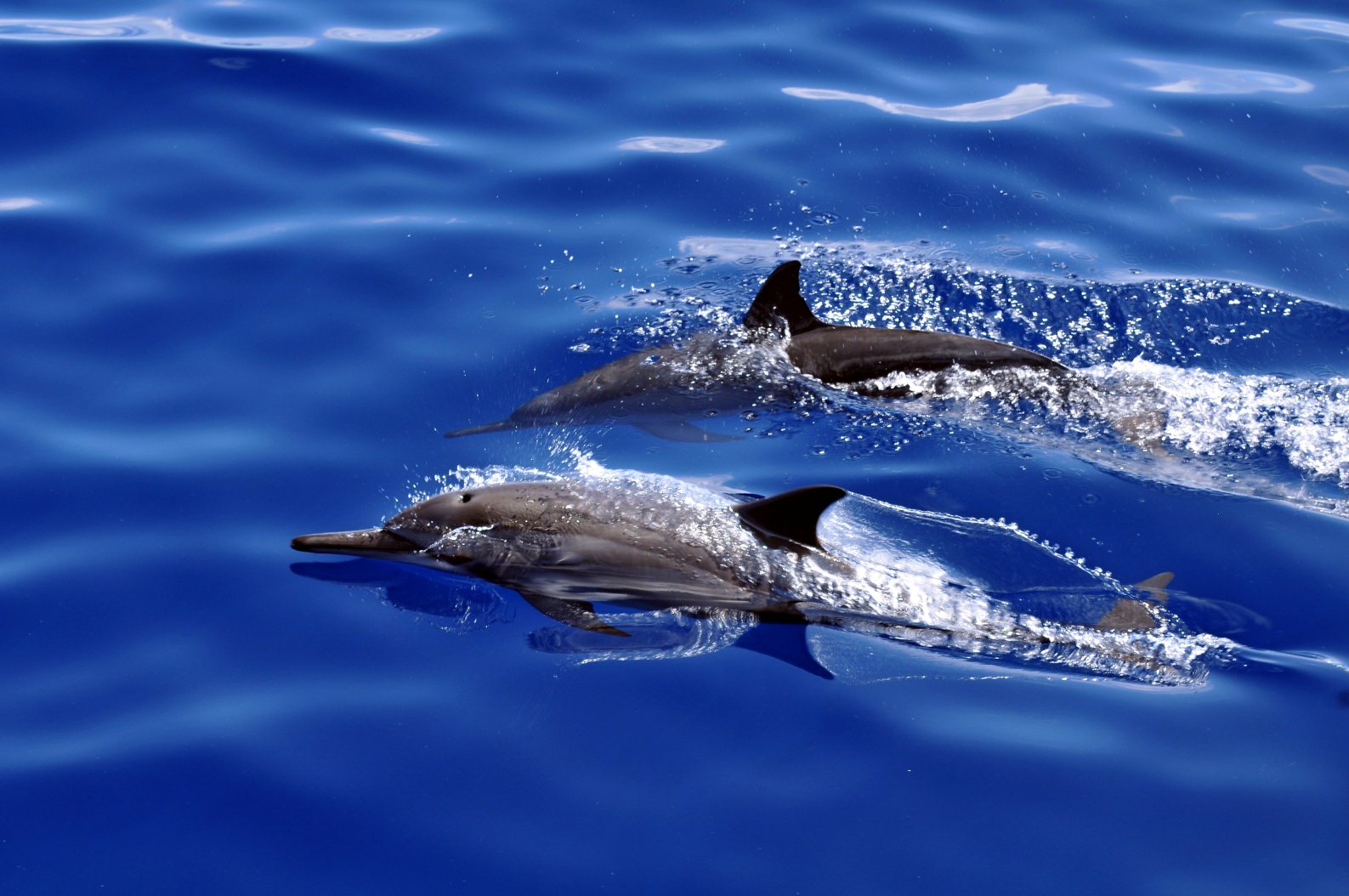 Delfín je delfín je delfín