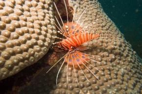 Zvěř a zvířátka divoká i blízká - Perutýn a písmenkový korál