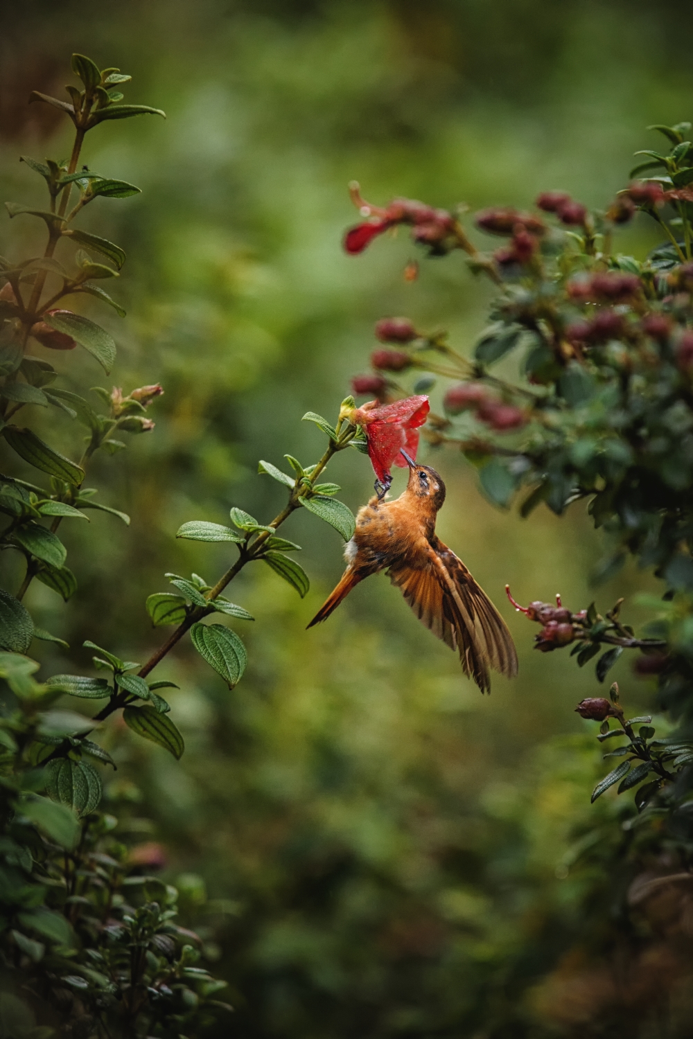 Kolibřík duhovohřbetý na květu