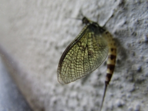 Blízká krása v detailu - Krása hmyzu