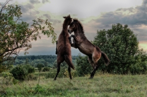 Divoká příroda inspiruje - divoký koně Milovice