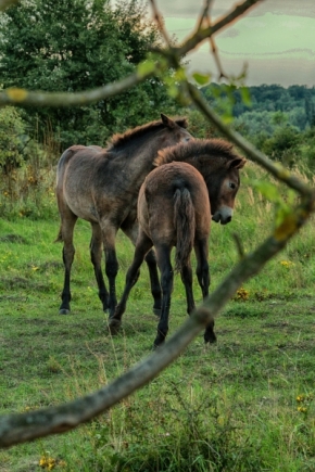 Divoká příroda inspiruje - láska divokých koní v Milovicích