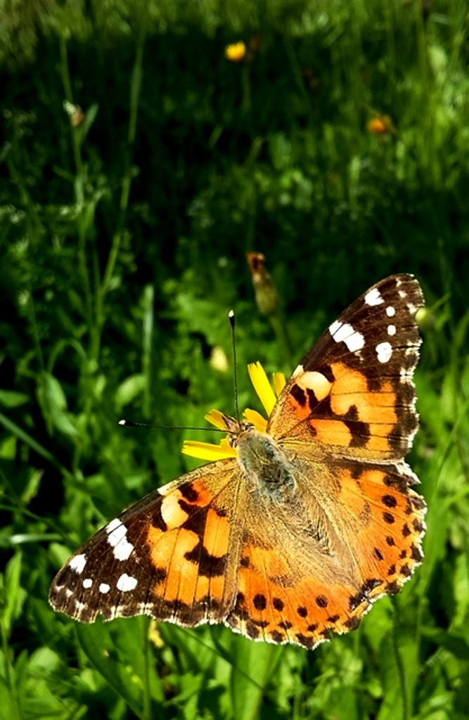 Křídla motýlí - svoboda