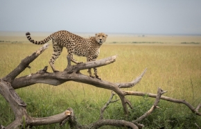 Divoká příroda inspiruje - Fotograf roku - Kreativita - IX.kolo - gepard