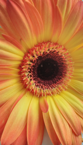 Blízká krása v detailu - Květina