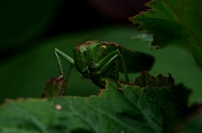 Fotograf roku v přírodě 2017 - kobylka