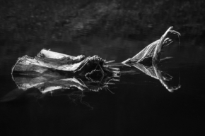 Voda a její odrazy - Fotograf roku - Junior - VIII.kolo - Krokodýl