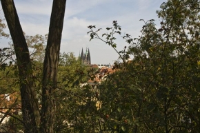 Igor Táborský - Pražský hrad a strom