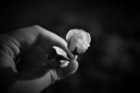 Kouzlíme černobíle - Růže