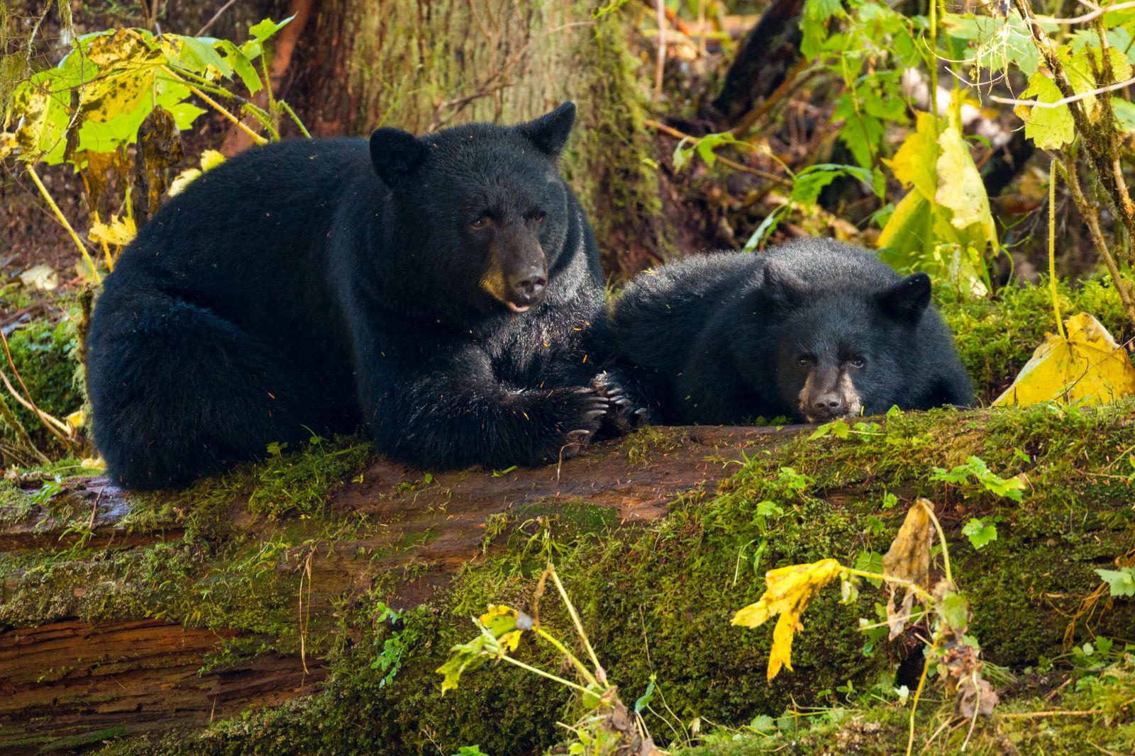 Black bear with a cub