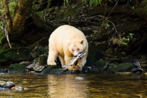 Divoká příroda inspiruje - Salmon catching, Spirit Bear
