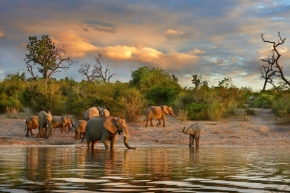 Divoká příroda inspiruje - Fotograf roku - Kreativita - IX.kolo - na břehu řeky Chobe