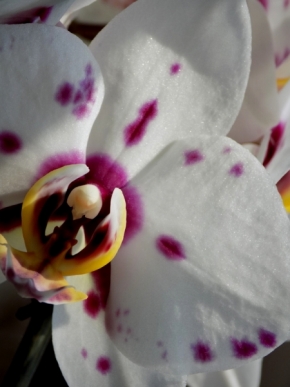 Pavlína Plíšková - Orchidej Phalaenopsis