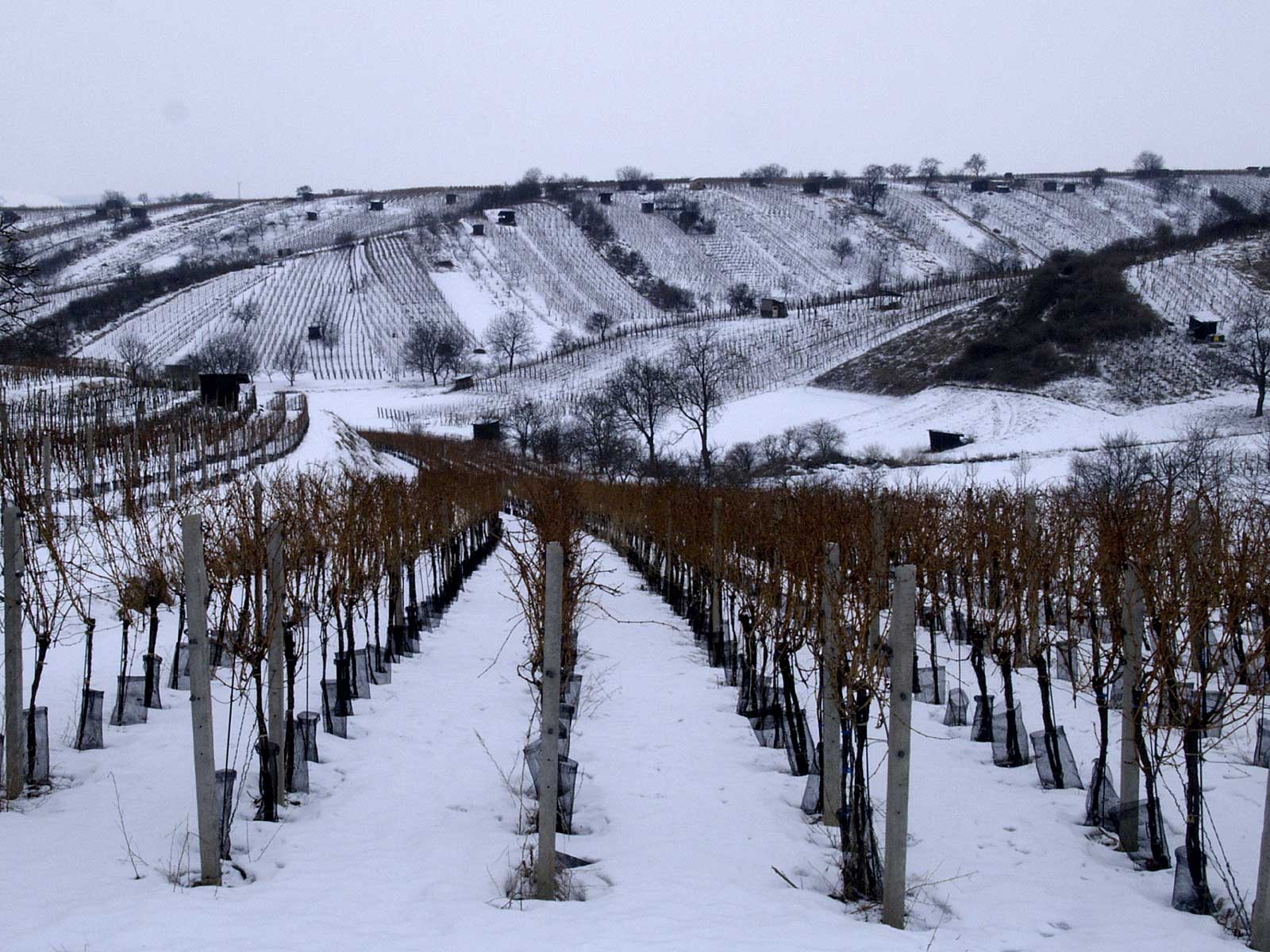 První sníh ve vinicích