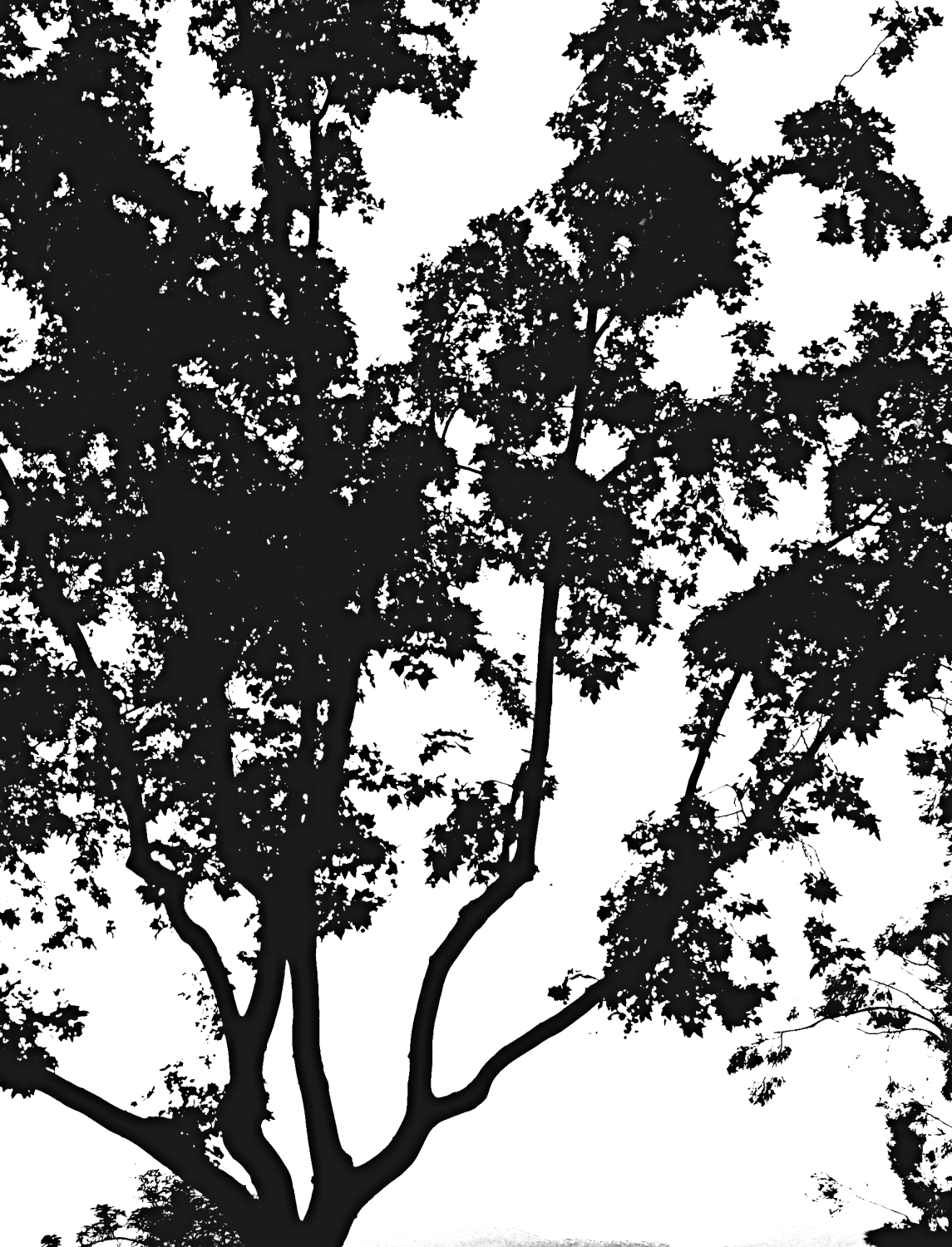 silueta stromu
