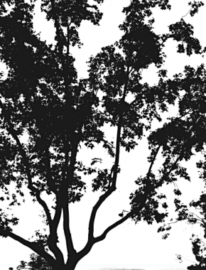 Kouzlíme černobíle - silueta stromu
