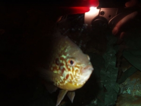 Příroda v detailu - Ryba v akvárii