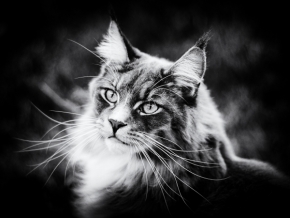 Kouzlíme černobíle - Portrét mačky
