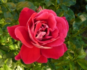 Blízká krása v detailu - Ruža