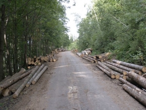 Zdeněk Kocián - Obnova lesa