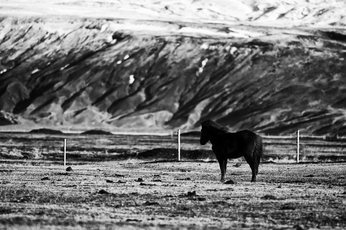 Islandský kôň
