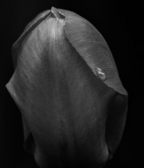 Kouzlíme černobíle - Tulipán