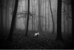 Kouzlíme černobíle - Sama v lese