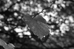 Kouzlíme černobíle - Podzimní list
