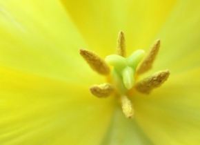 Libuše Kilarská - tulipán