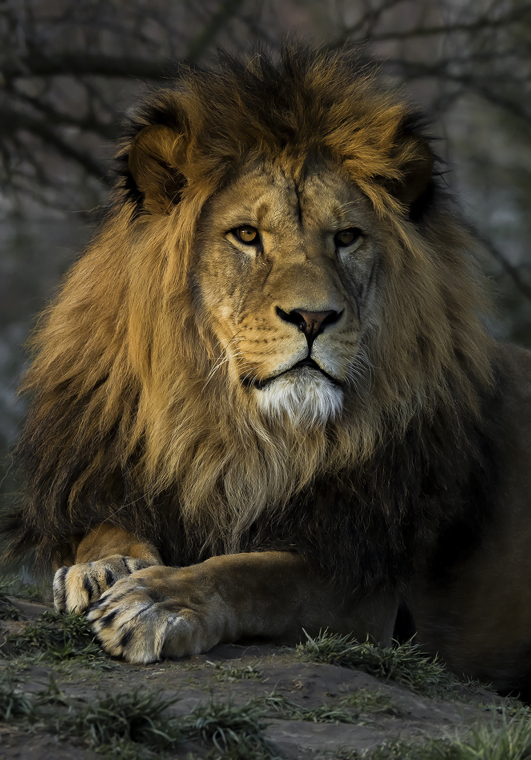 Zamyšlený pohled plzeňského lva při odcházení slunečních paprsků