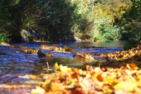V přírodě - Podzimní potok l