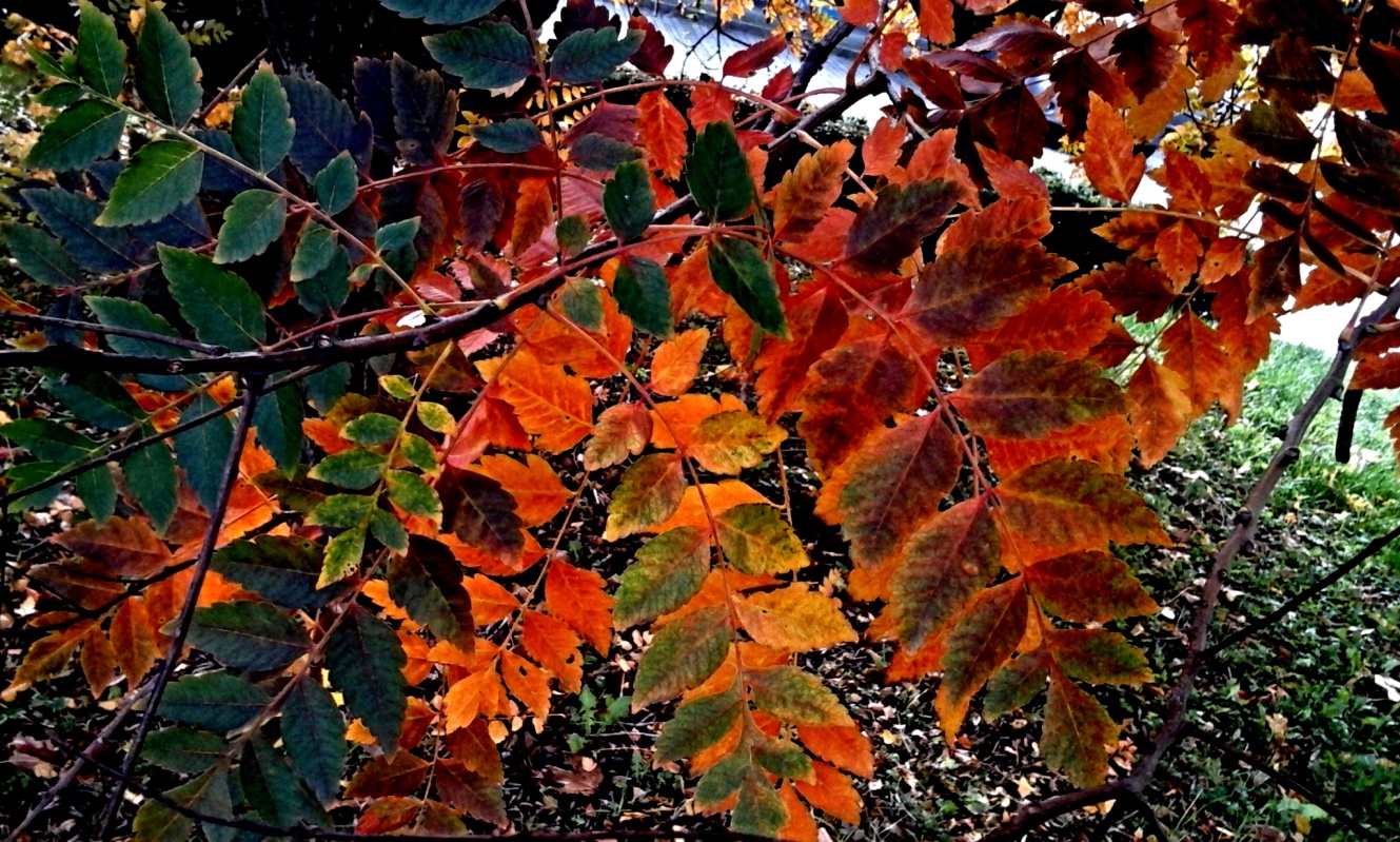barevný podzim