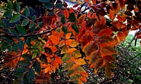 Dana Klimešová - barevný podzim